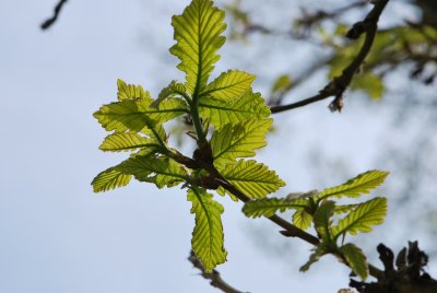 Quercus dentata - dub zubatý - jarní listy (2)